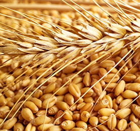 Wheat