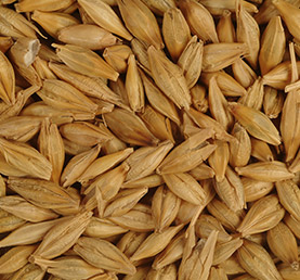 Barley